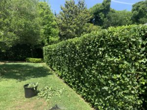 Big hedge being trimmed